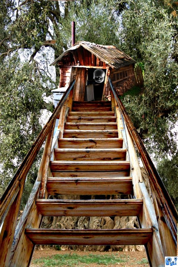 Tree Stairs